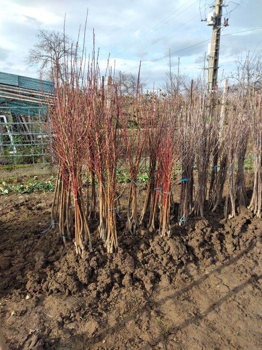 Pomi fructiferi de vânzare