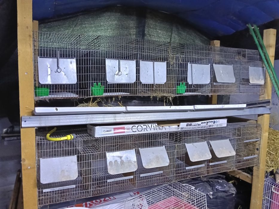 Cuști pentru iepuri talie mijlocie și mică