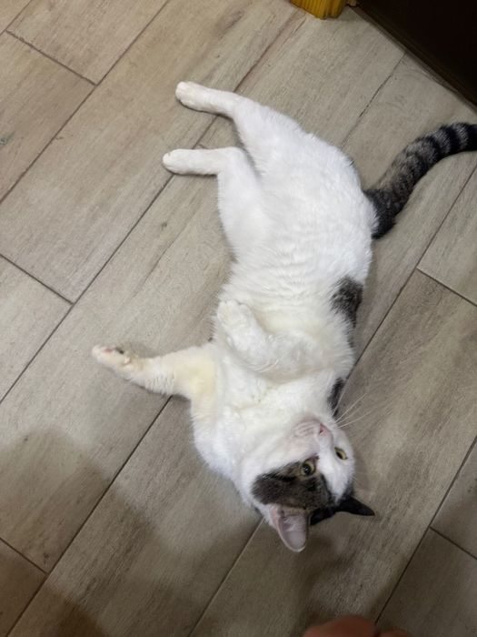 Котик в добрые руки