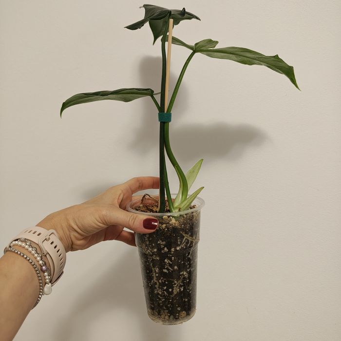 Philodendron - plantă naturală