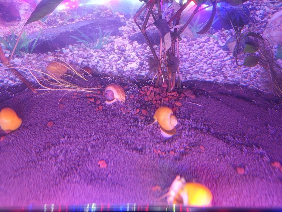 Улитки ампулярии