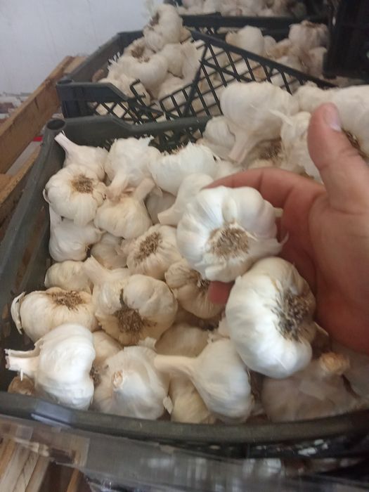 Vând usturoi calitatea1 alb și roșu !!