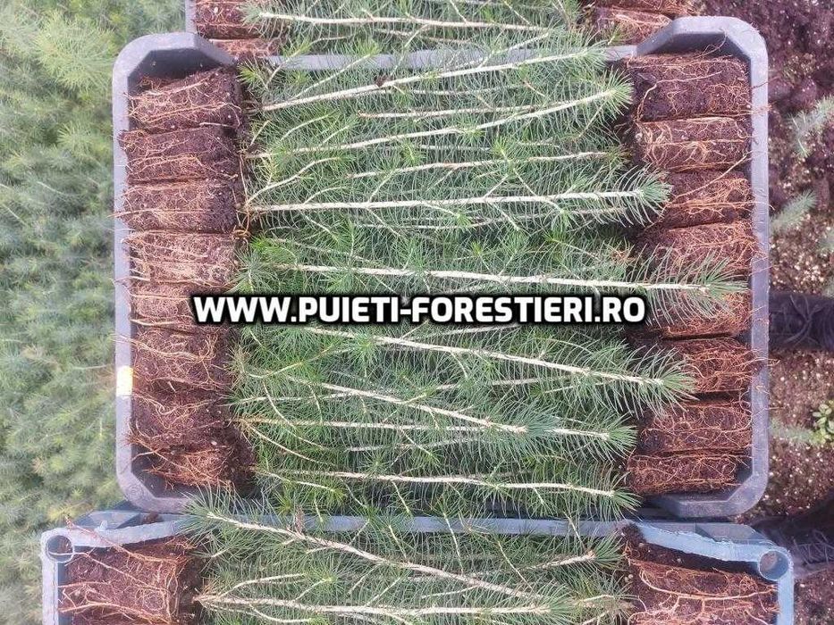 Puieti containerizati molid (Picea abies) apti de plantat