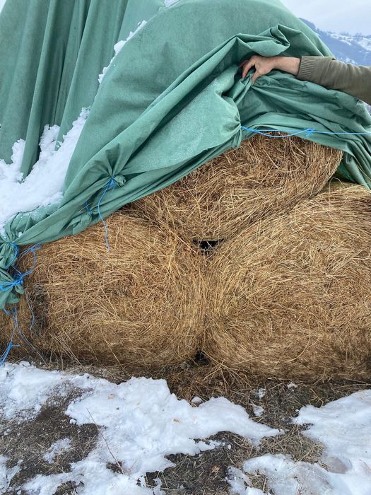 Baloti fan sau lucerna  rotunzi min.40.Drept.500. Tranp.inclus>RO UE
L