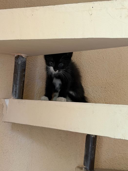 Продаются котятя
