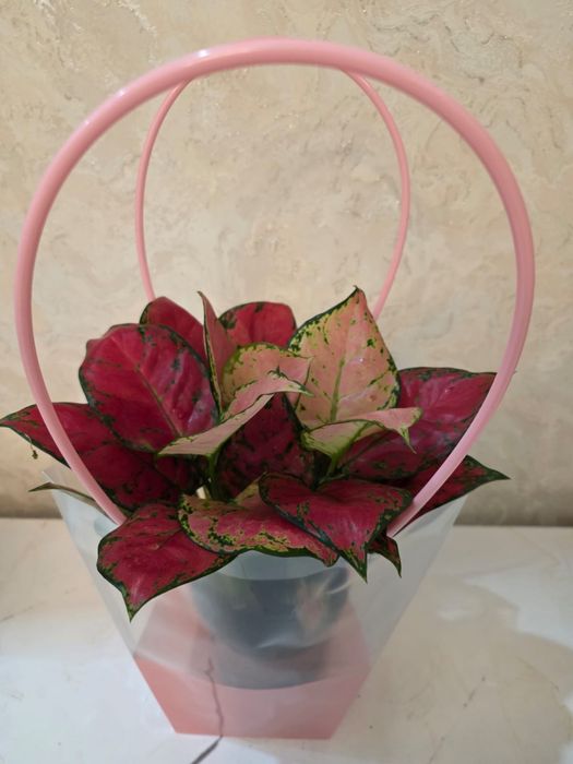 Цветы домашние аглонемы