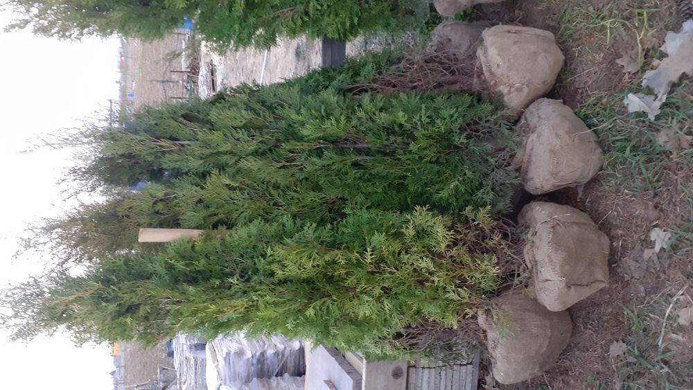 Mesteacăn Thuia Platan tei plante