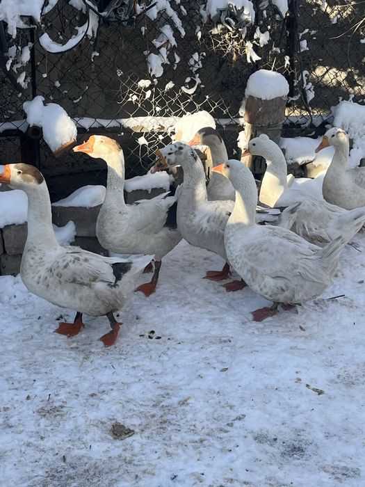 Гуси.          .