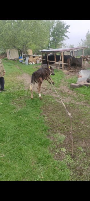 Бычок сатылады 9