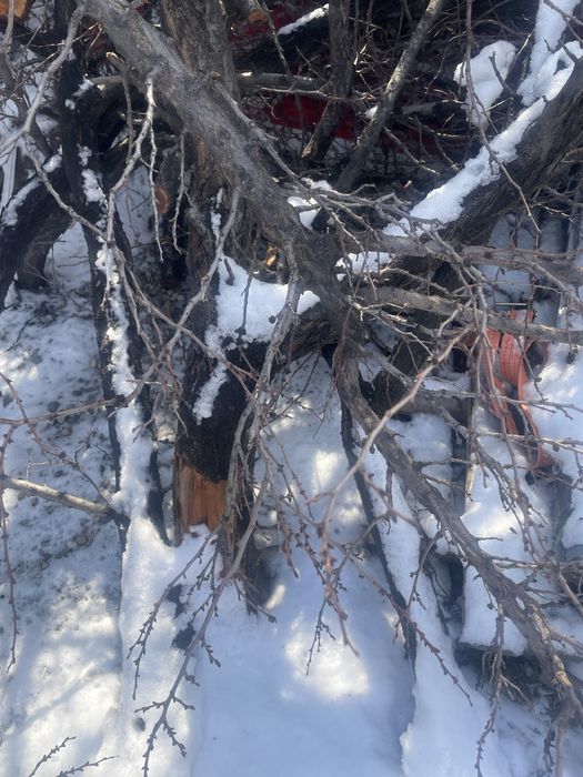 Бесплатно отдам дрова , дерево (урюк)