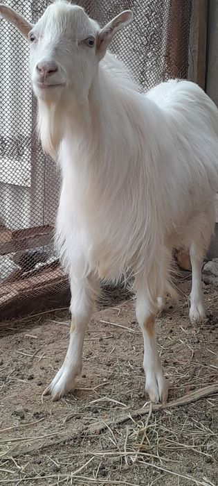 Теке арендаға беріледі