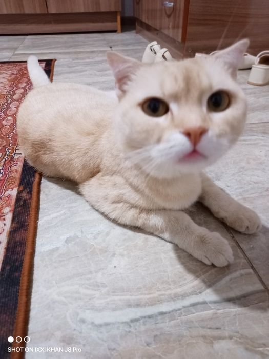 Шотландский кот сатылады