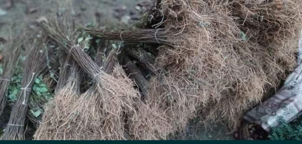 Puieti salcâm frasin fag carpen ulm plop mesteacăn brad molid Tei arin