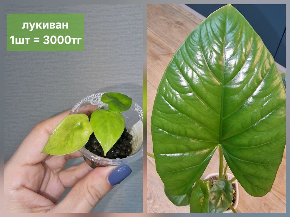 Комнатные цветы (домашние)