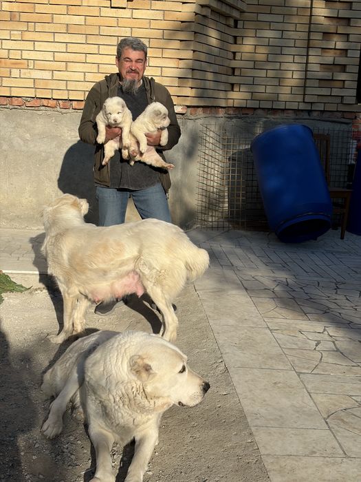 Продам Щенков Алабая