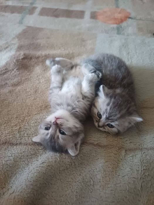 Британские котята