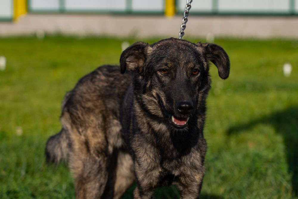 Собака (2 года) ищет дом