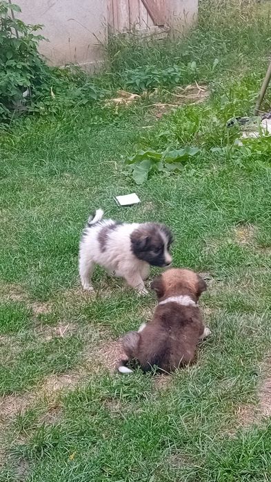 Cățeluși spre adopție