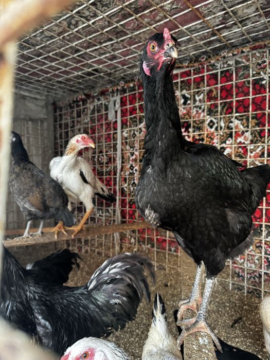 Арзон нархда Товуқлар сотилади