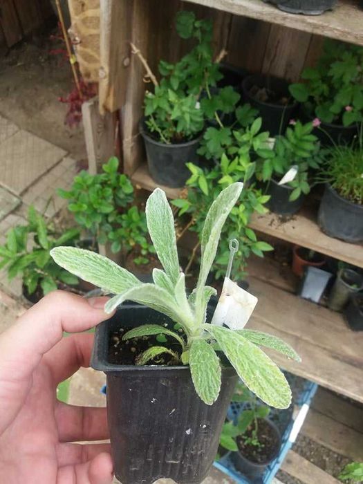 Мурсалски чай – Цена за 1 саксия 5,50лв