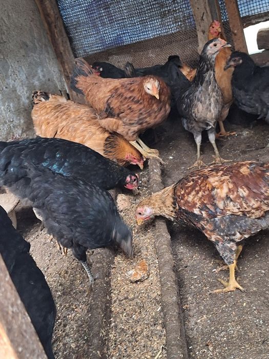 Xoroz tovuq jojala sotiladi