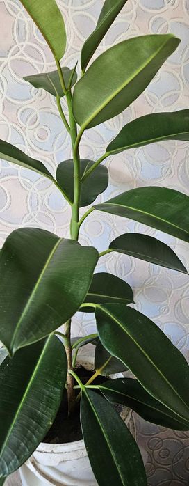 Комнатное растение Фикус