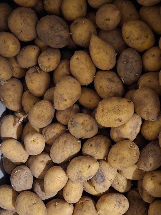 Продам картофель домашний