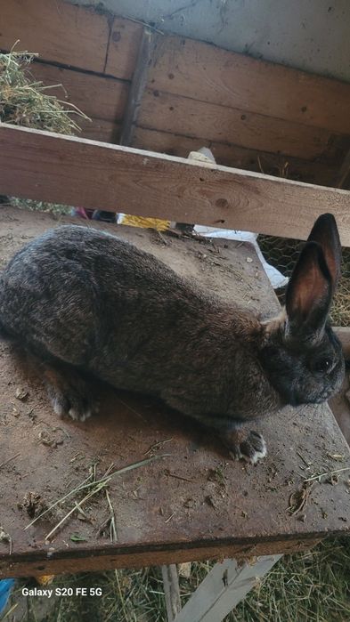 Vand iepuroaice gestante