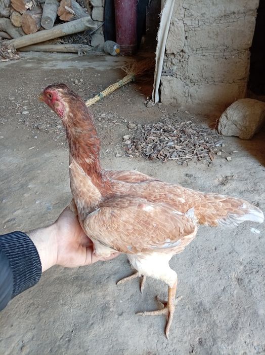 Juja makiyon tozzasi tuxumda