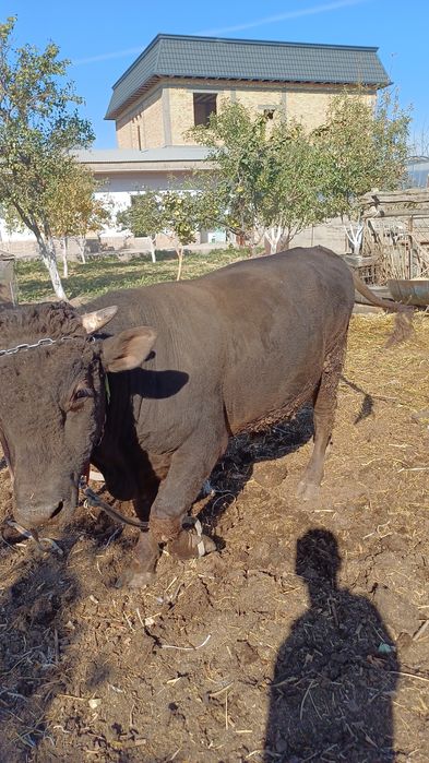 Бордакы буха ,2жас,950 мынг