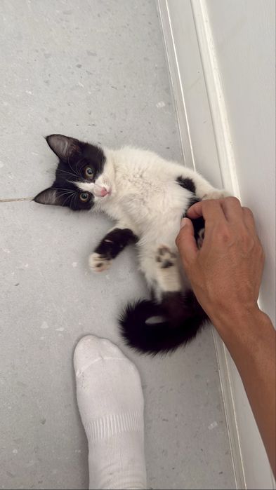 котенок ищет хороших хозяев