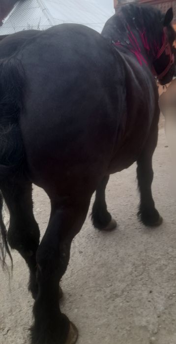 Vănd cal castrat  vrstă 4 ani   900khile