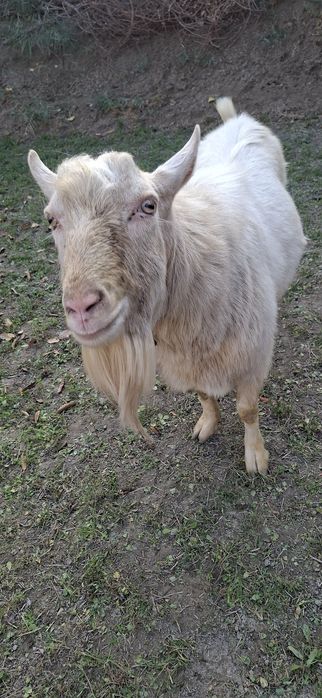 Бухорода такка хизмати