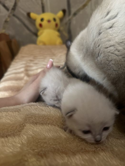 Отдам котят в добрые руки симские