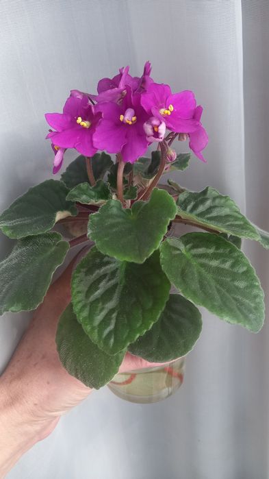 Фиалка промышленный сорт.