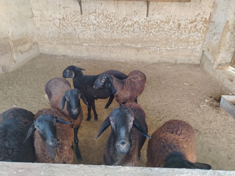 Продаётся Романоские бараны