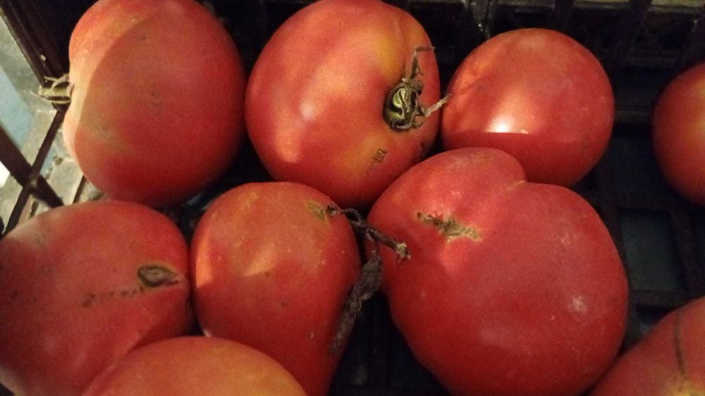 Roșii BIO – gustoase, coapte și naturale