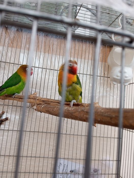 Продается взрослые попугаи