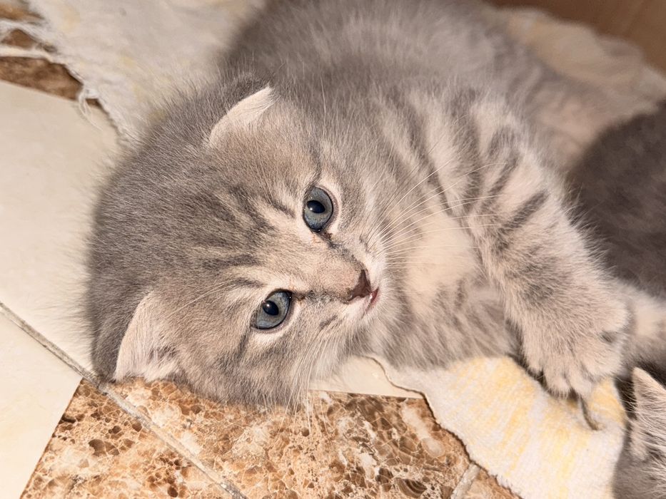 Продам Веслоухих котят