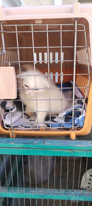 Продам Шотландских котят
