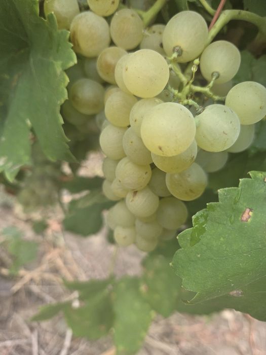 Vand struguri de vin