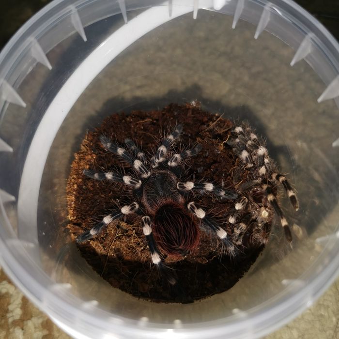 Пауки птицееды разные виды