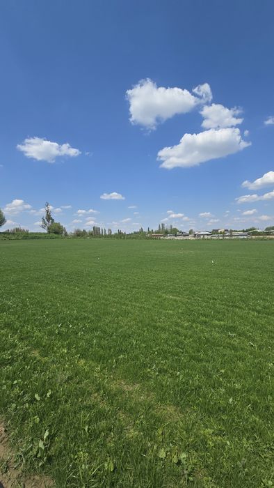 Urug'li va tayor gazon/ уругли ва таёр газон