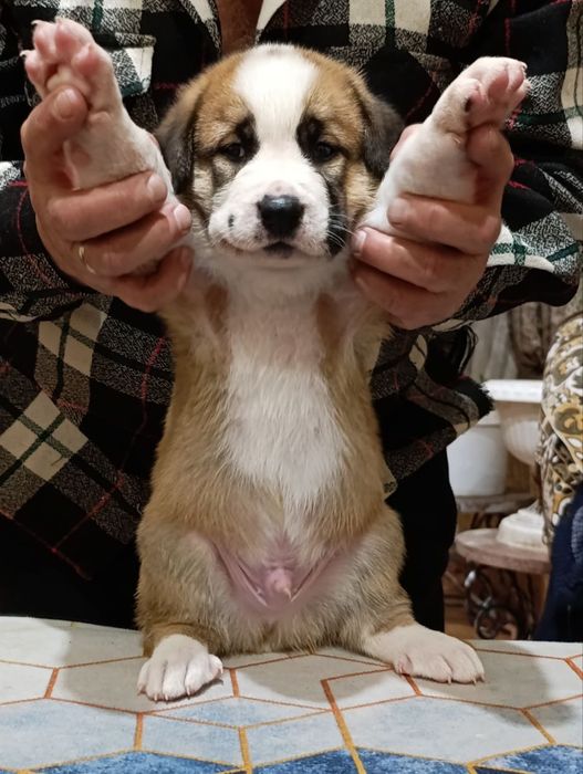 Щенятки среднеазиатской авчарки