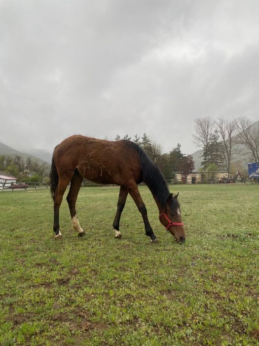 Ұрғашы тай сатылады