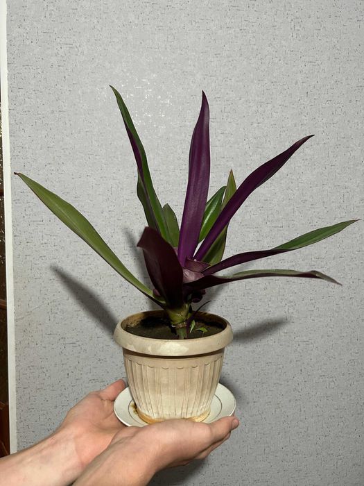 Продам цветы комнатные