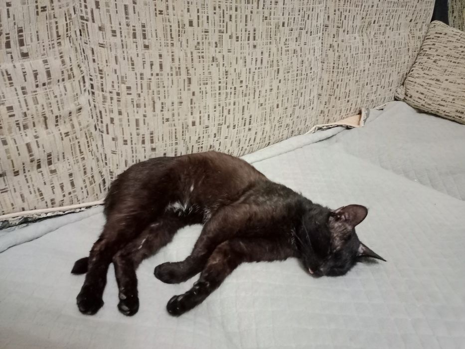 ПРОПАЛ КОТ!!! мальчик