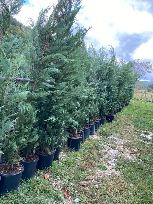 Leylandii de Gard Viu la Ghiveci