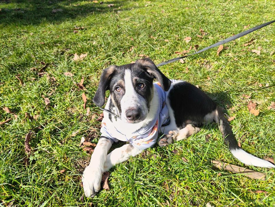 АРНИ търси дом!