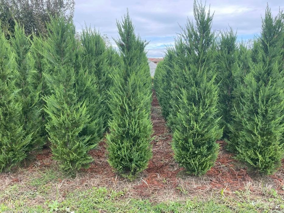 Tuia leylandii calitate extra